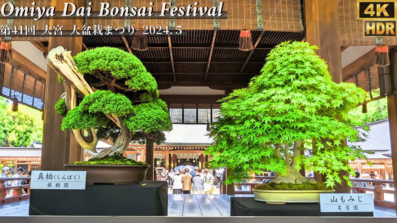 41st Omiya Dai Bonsai Festival 2024 in Japan ~大宮 大盆栽まつり~ [4K HDR]