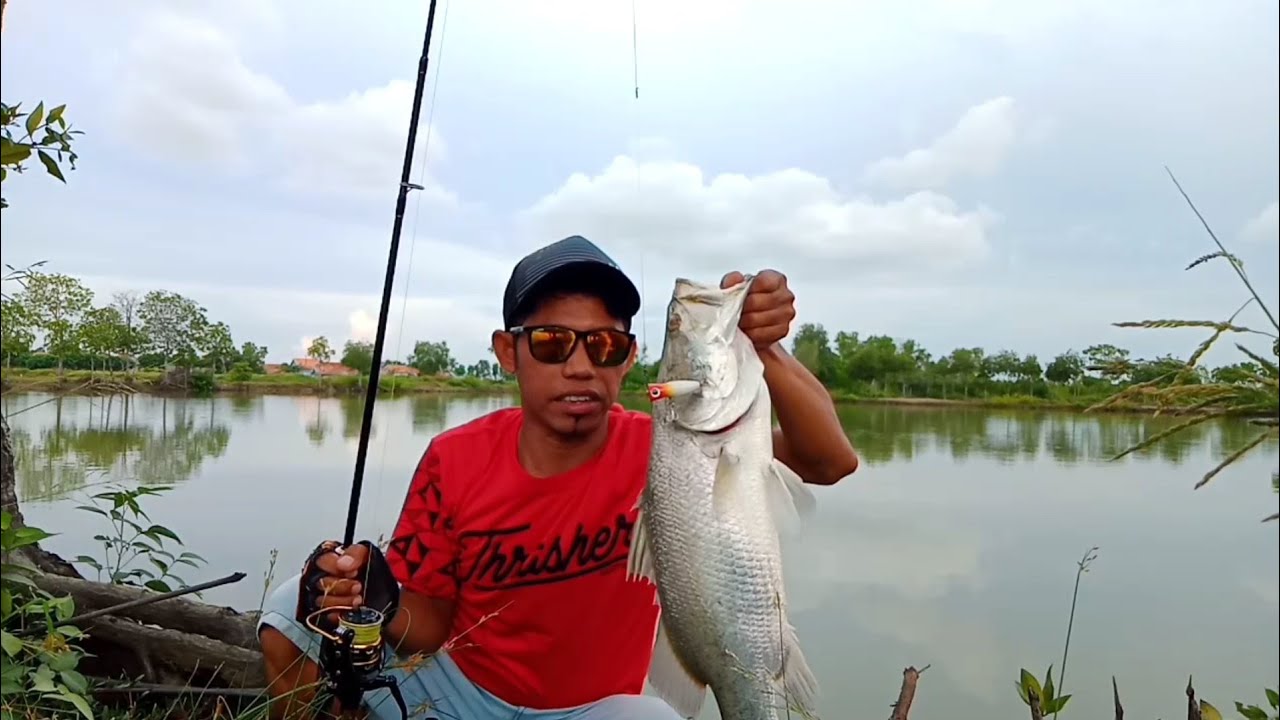 Barramundi fishing - lure killer - untuk casting kakap putih