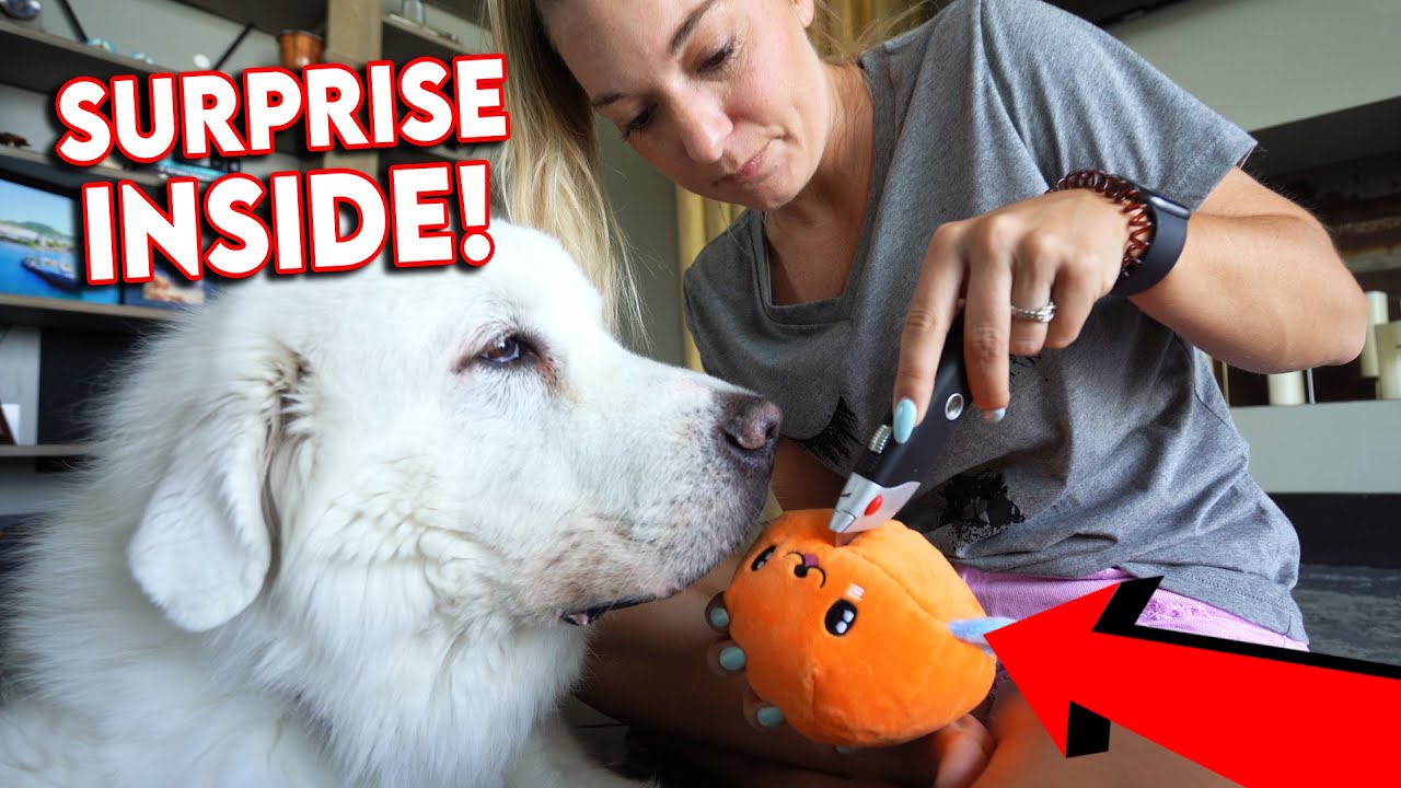 МЫ РАЗРЕЗАЕМ ЕГО ЛЮБИМУЮ ИГРУШКУ ДЛЯ СОБАКИ 😳