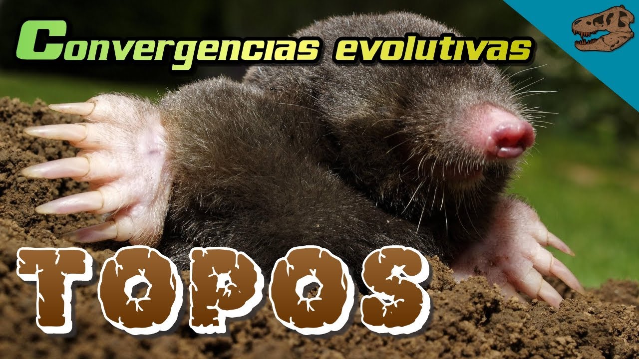 Convergencias evolutivas: TOPOS - (bonus: vómitos de dinosaurio)