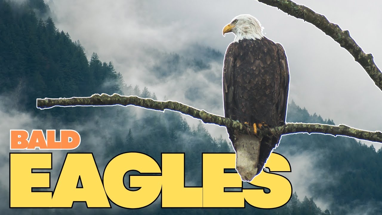 Photographing The Biggest Gathering Of Bald Eagles In The World!