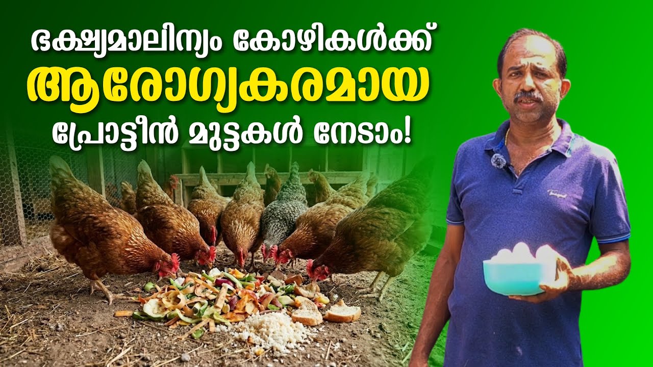 അടുക്കള മാലിന്യത്തിൽ നിന്ന് പോഷകസമൃദ്ധമായ മുട്ടകൾ! | Healthy Eggs from Kitchen Waste!