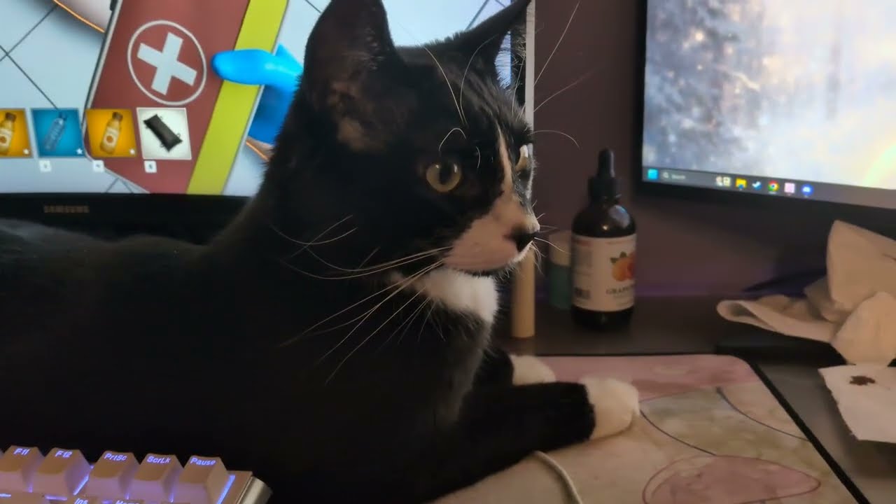 ᓚᘏᗢ Kitty In-Front of my Computer Monitor | Cute Tuxedo Cat Short
