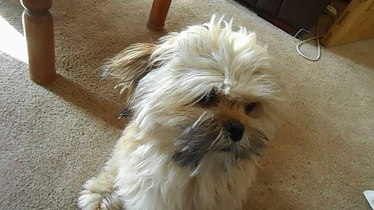 Singing Lhasa Apso
