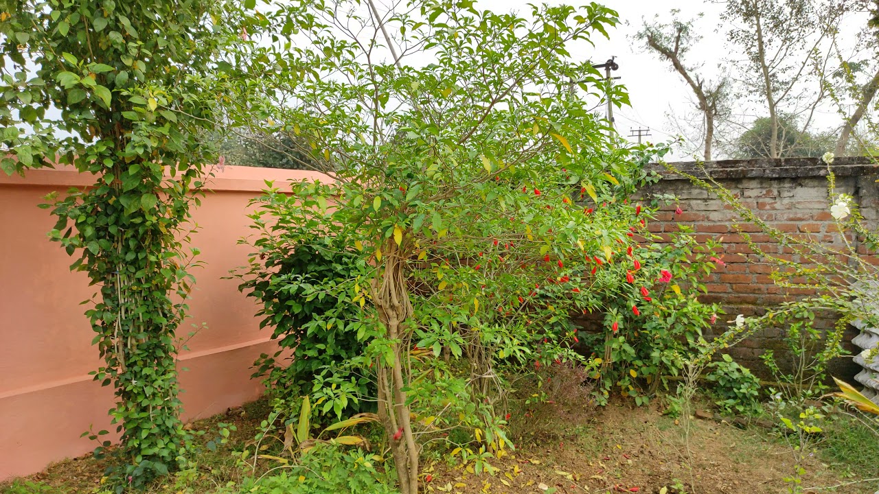 BAGAN BARI 67