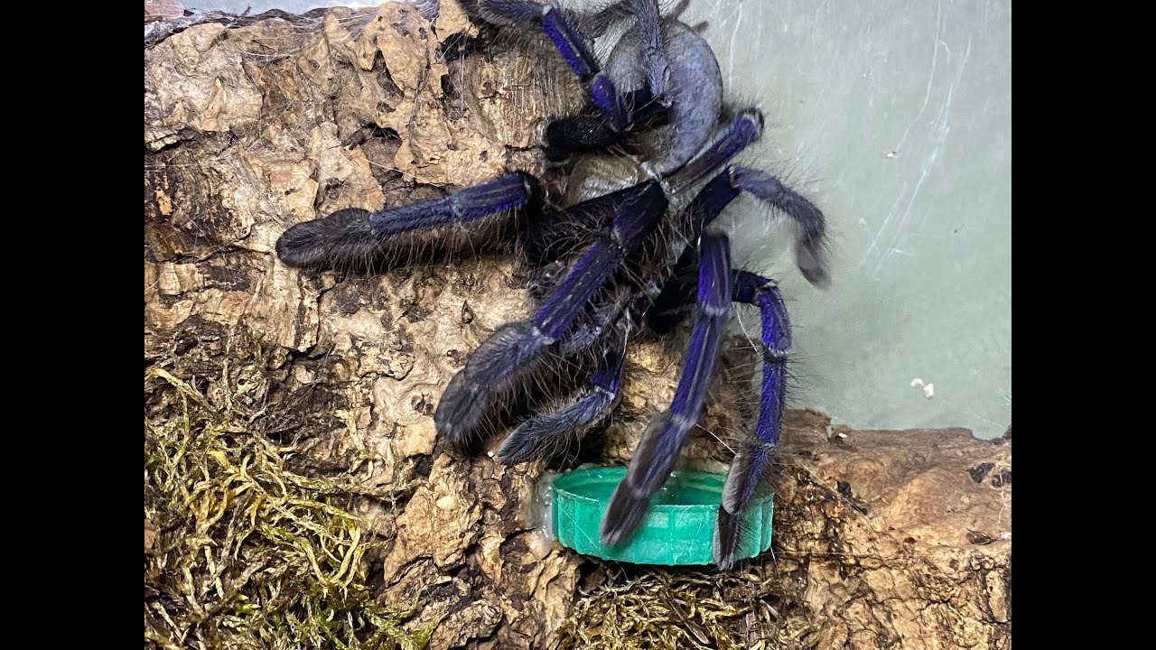 Omothymus violaceopes, Сингапур. Сине-голубое спаривание и удаление яйцевых мешочков.