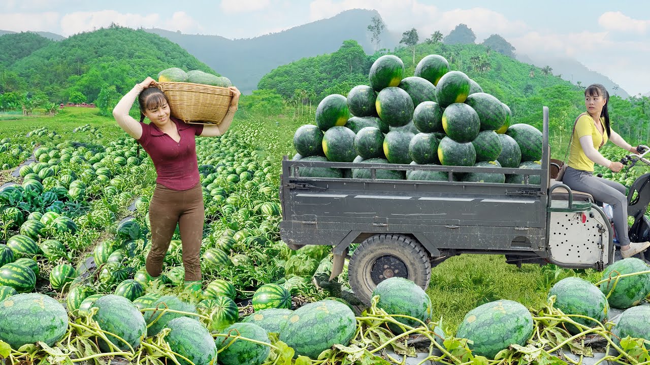 Harvesting Melons and Transporting by 3-Wheel Truck Goes To Village Market Sell - Farm Life