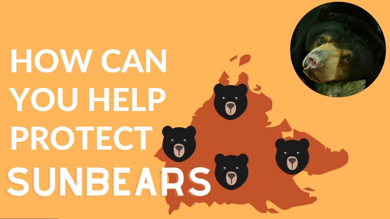 How can you help protect sun bears? - Bornean Sun Bear Conservation Centre (Beruang Madu)