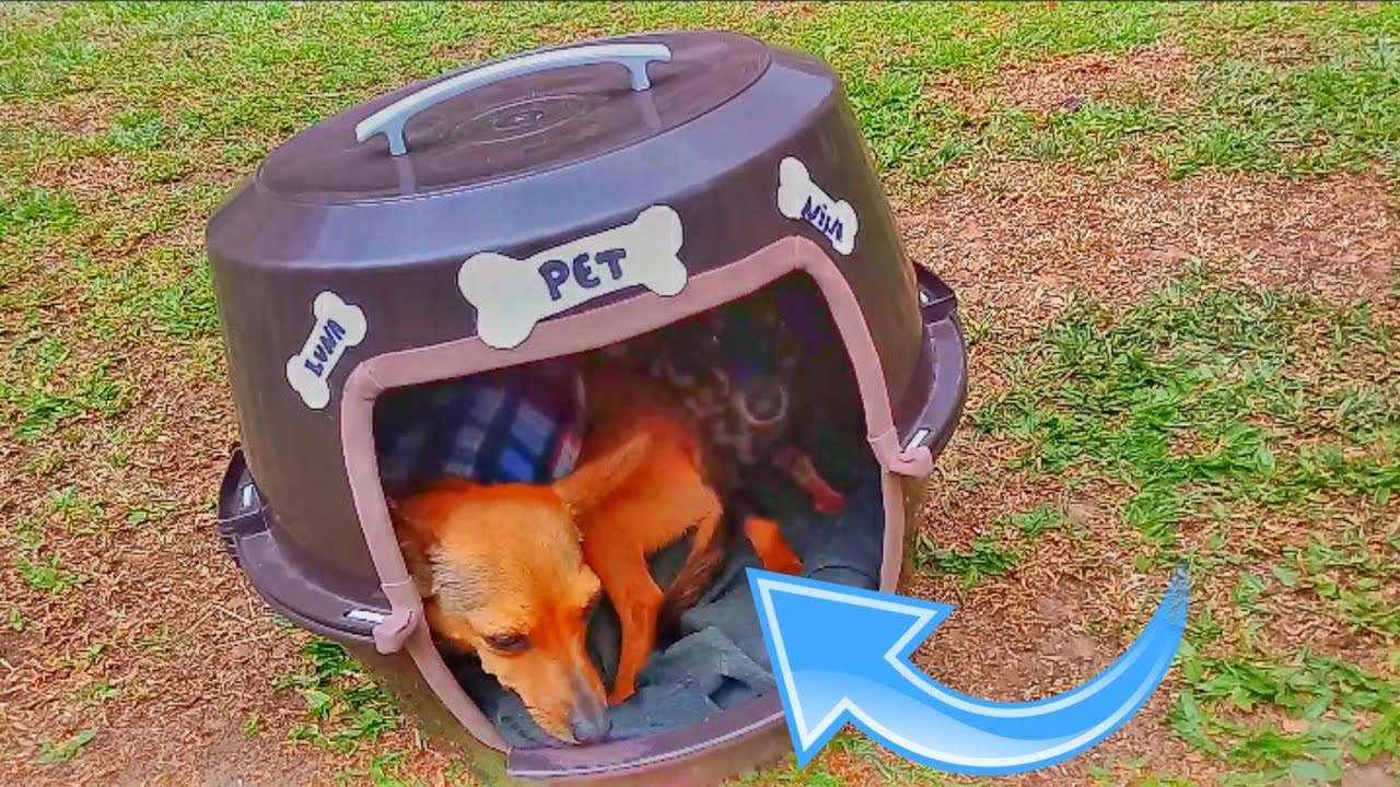 TUTORIAL-como fazer uma casinha para o seu pet com bacia (INFORMAÇÕES NA DESCRIÇÃO)