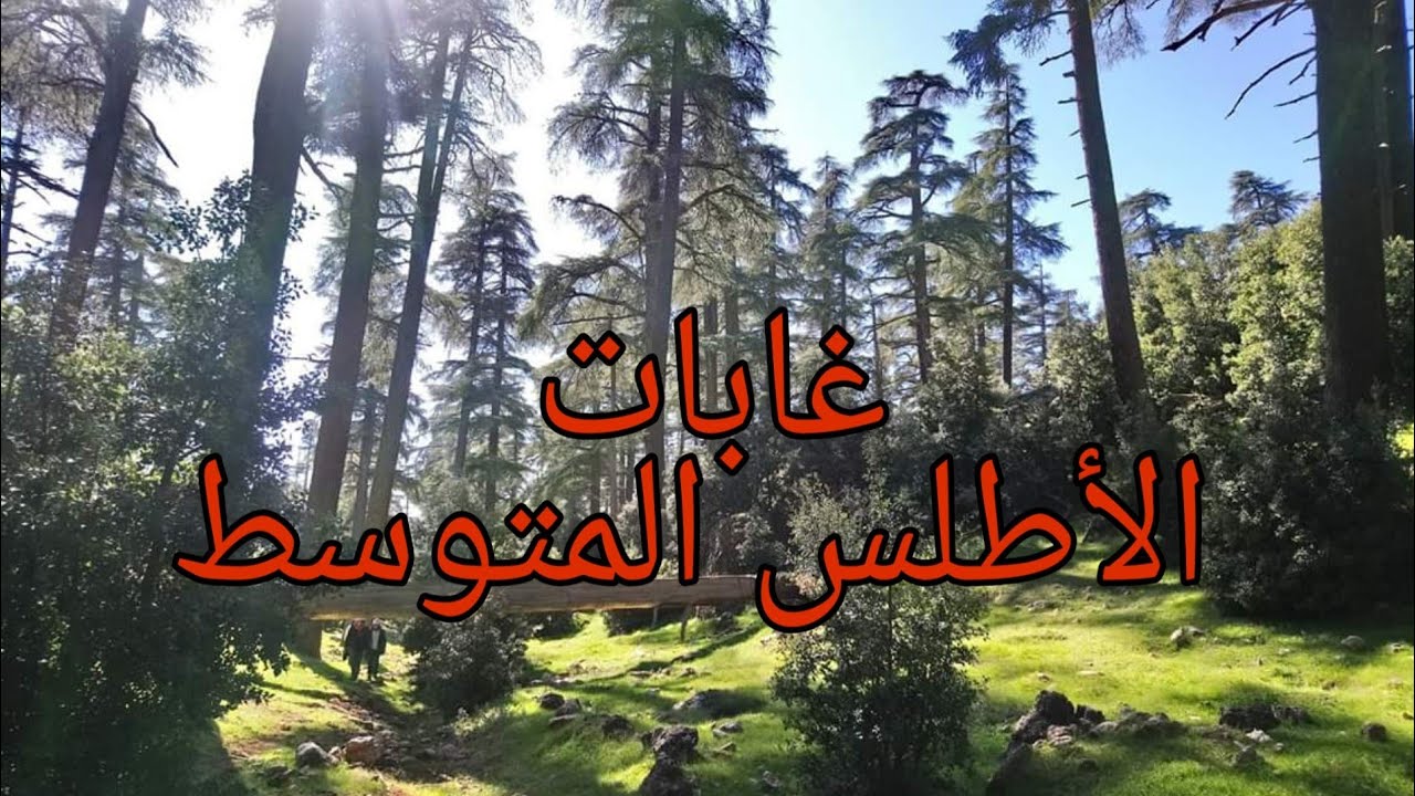 جبال الأطلس : غابات الأطلس المتوسط - بحيرة ويوان
 |  Forêt moyen Atlas