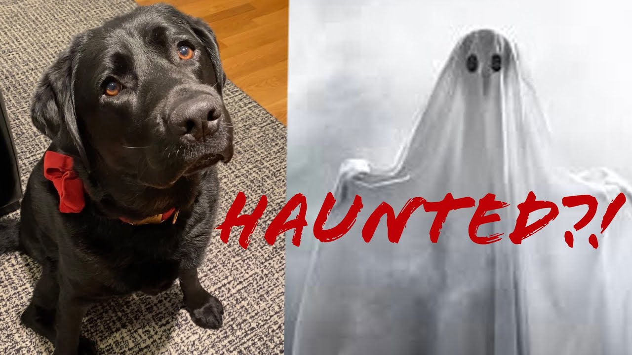 Dog learns his house is HAUNTED?! 😢