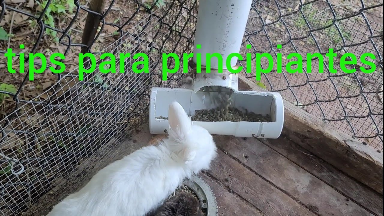 como hacer comidera para conejos(pollos)