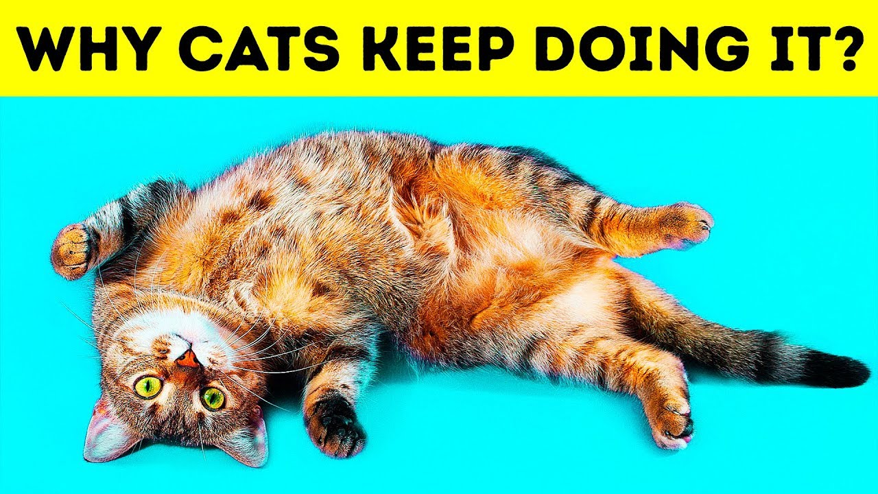 Why Cats Lie on Their Backs When They See You