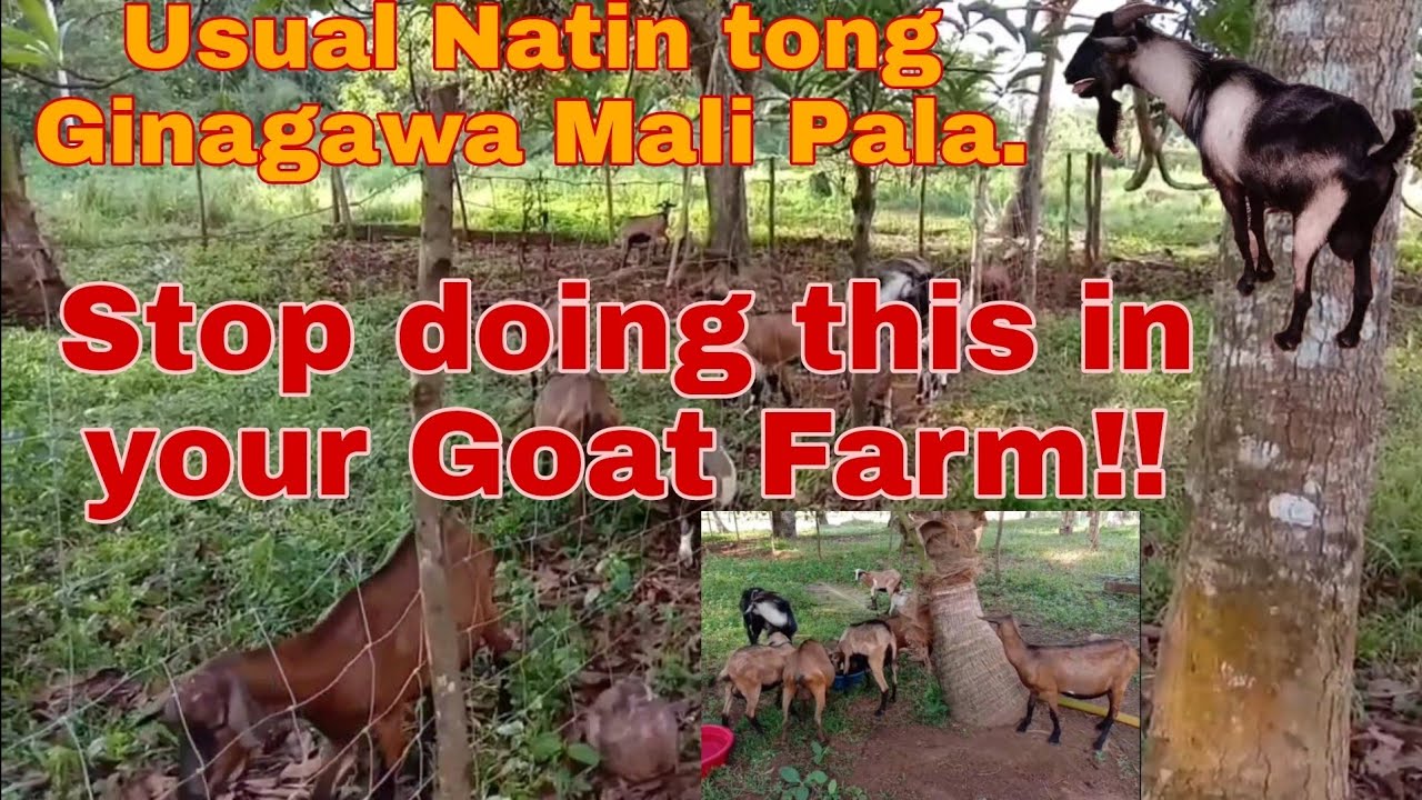 10 Kamalian sa Pag aalaga ng Kambing | Goat Farming Tips