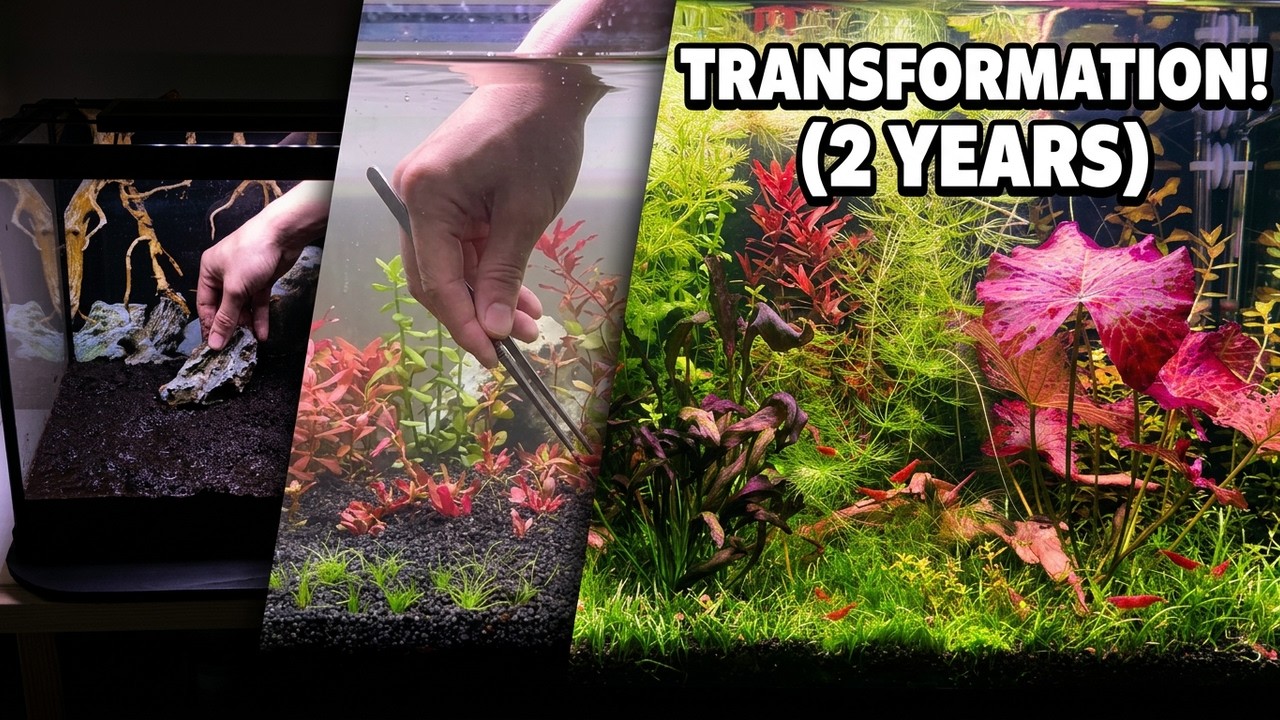 This Aquarium Changed COMPLETELY in 2 Years