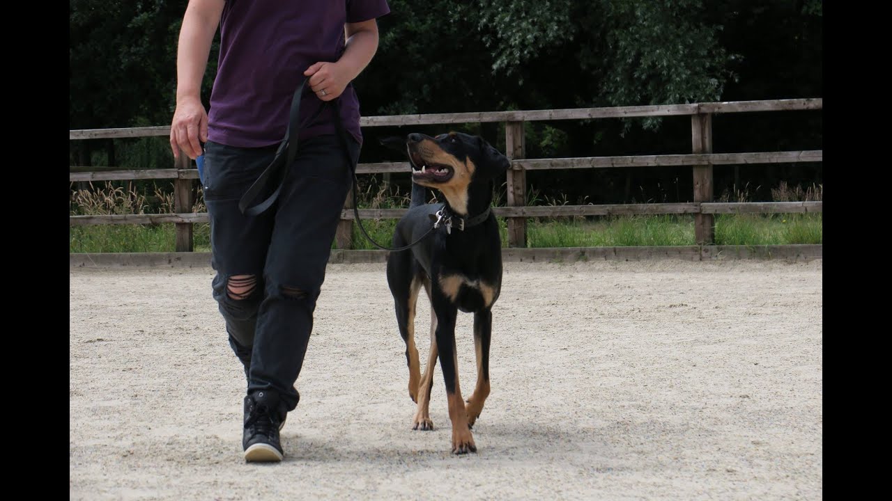 Hector - Transylvanian Hound - 3 Weeks Residential Dog Training