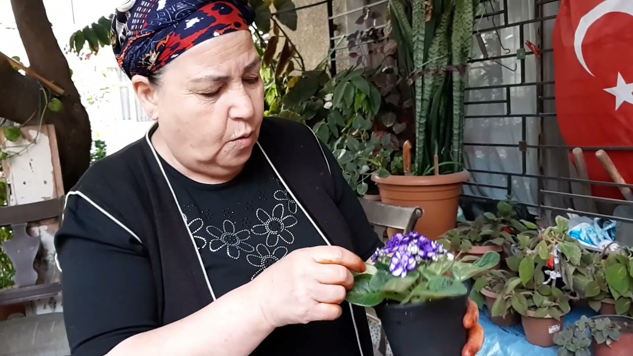 YENİ MENEKŞELER ALDIM 👍 YAPRAKTAN MENEKŞE ÇOĞALTMA VE MENEKŞE BAKIMI HAKKINDA BİLGİLER🌺