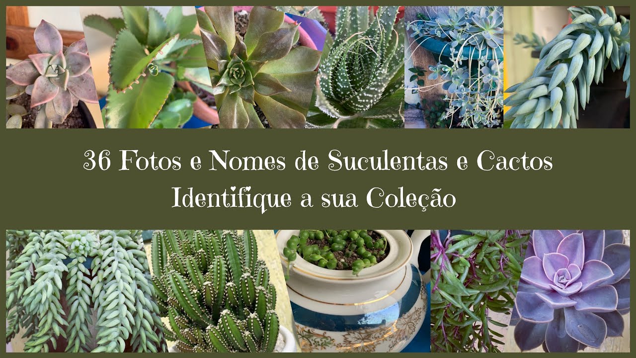 36 Fotos com Nomes de Suculentas e Cactos pra Você Identificar as Suas | Nossa Vida é sem Frescuras!