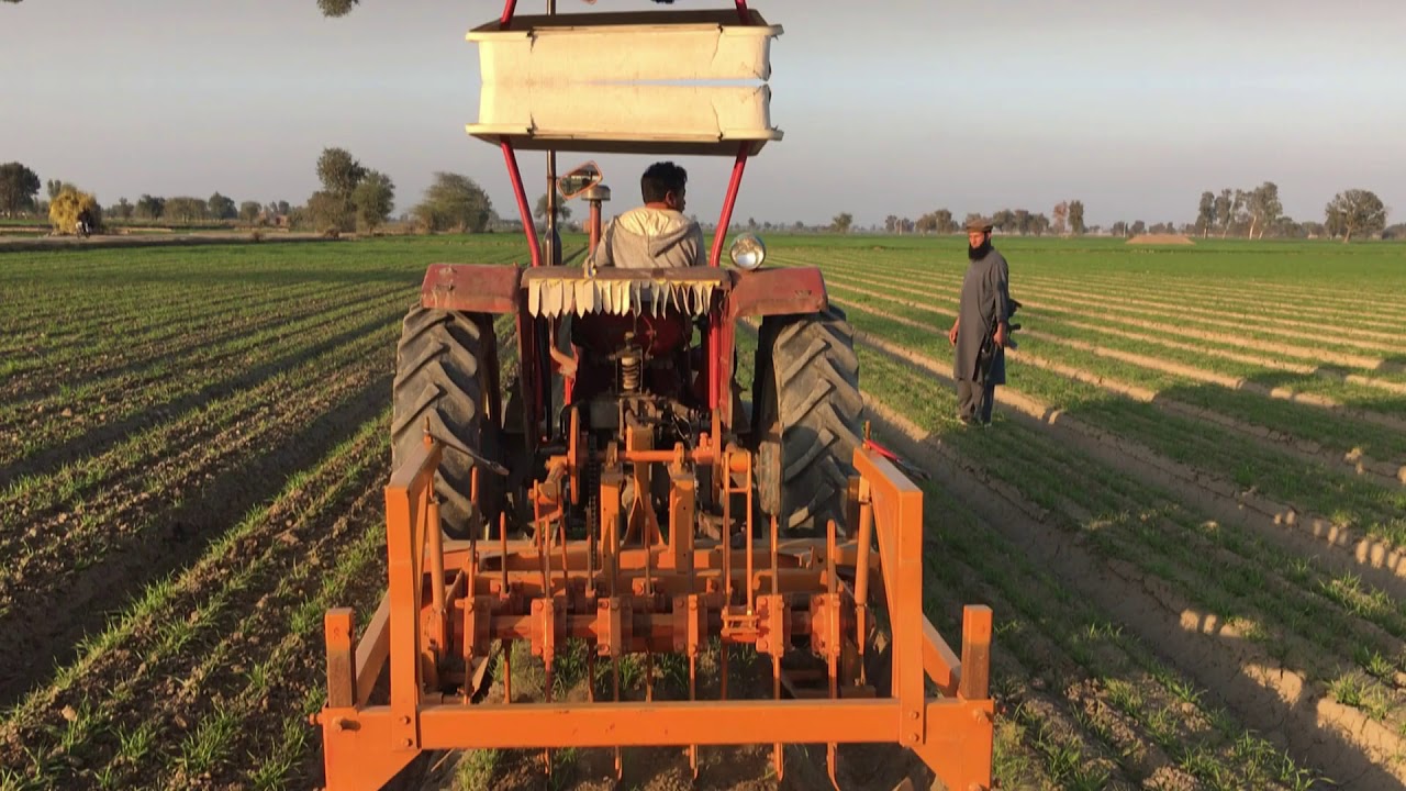 A no till wheat crop