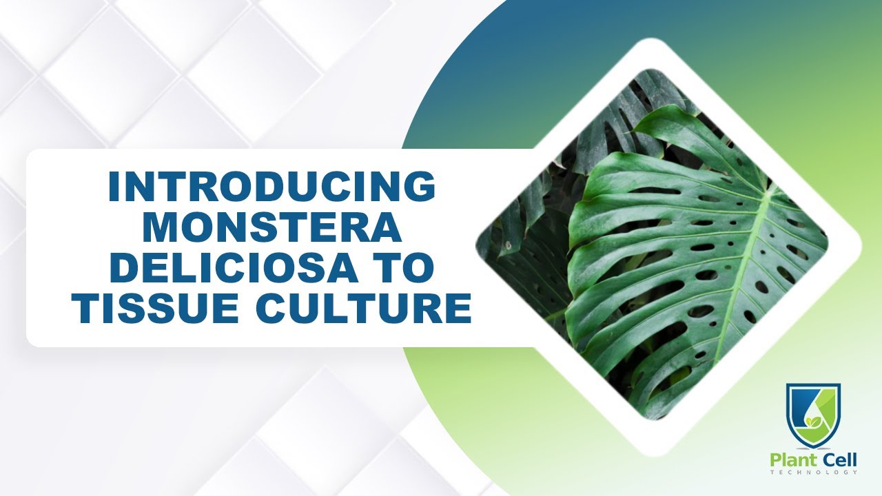 Знакомство с Monstera Deliciosa в культуре тканей