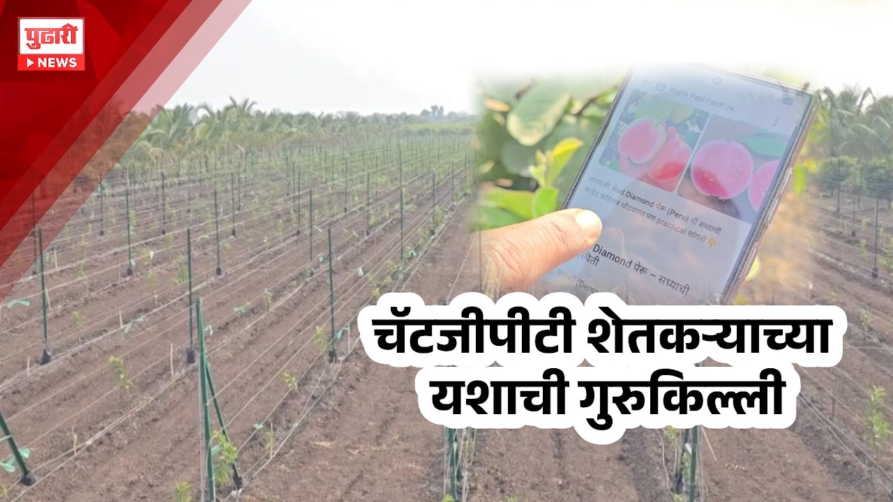 Pudhari News | चॅटजीपीटी शेतकऱ्याच्या यशाची गुरुकिल्ली, पारंपारिक पेरुऐवजी आधूनिक पेरुची लागवड