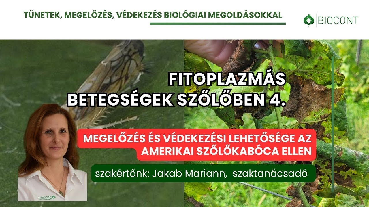 Hogyan védekezzünk szőlőben az amerikai szőlőkabóca ellen? | Fitoplazma szőlőben 4.