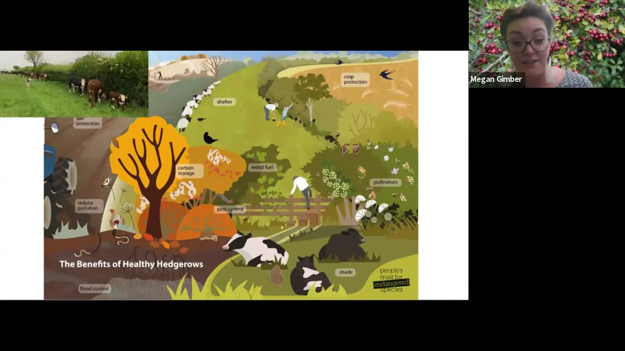Surveying Hedgerows &ndash; Why & How&lsquo; by Megan Gimber (Peoples Trust for Endangered Species)