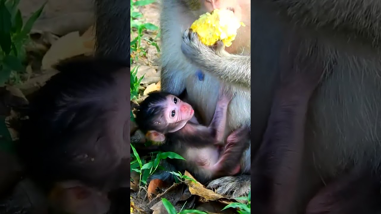 Cute primates in the cutest little