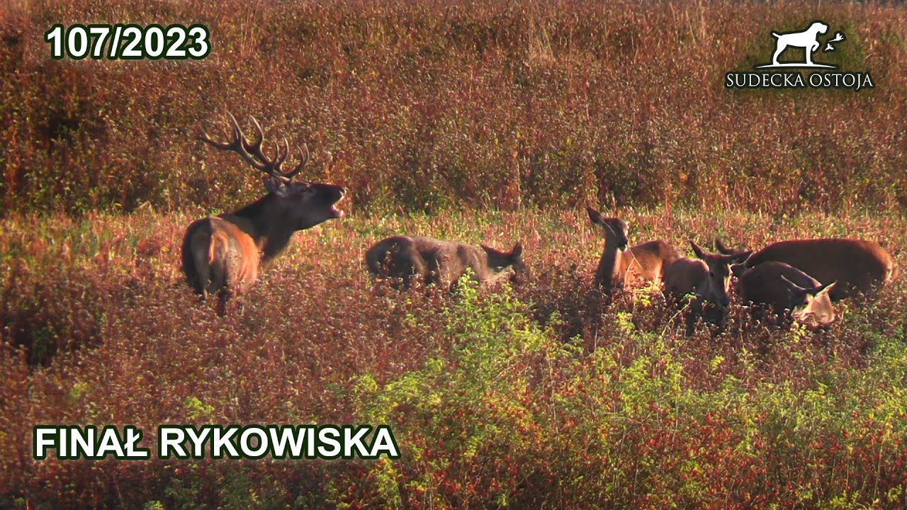 SUDECKA OSTOJA 107/2023 Rykowisko - Stadny byk i chmara łań Deer hirsch Hunting Hunt