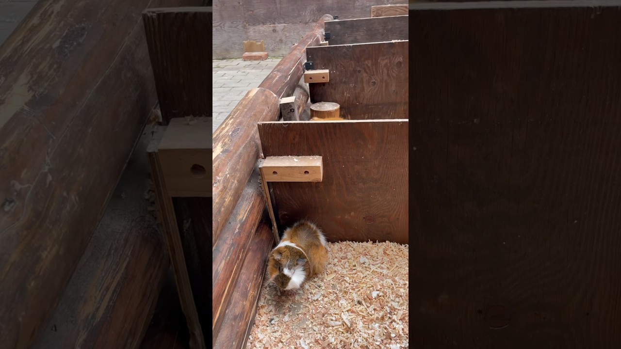 #guineapig #japan😍 #youtubeshorts #shorts😘 #lifeinjapan #sinhalavlog🌸 #treanding #vlog #dayvlog