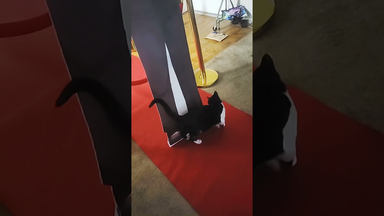 Cat Vs Standee 