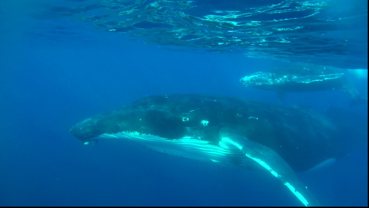 Humpback whales of Madagascar and the Comoros Islands- above and underwater