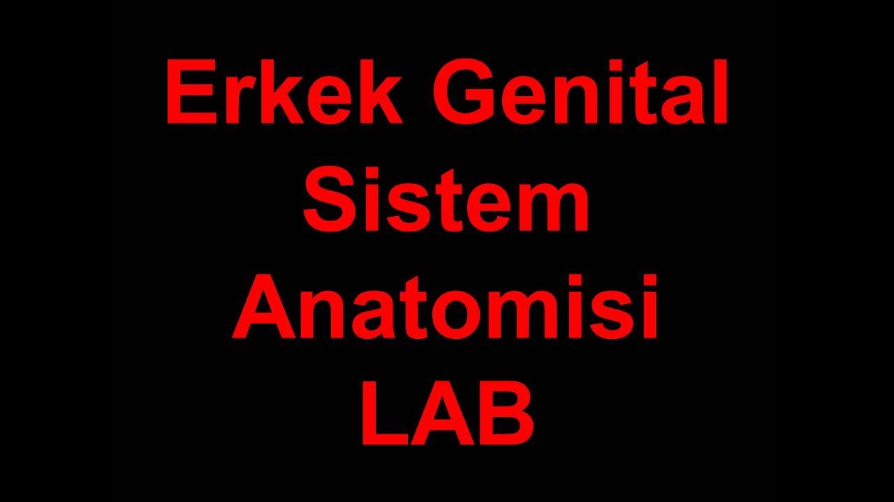 Erkek Genital Sistem LAB