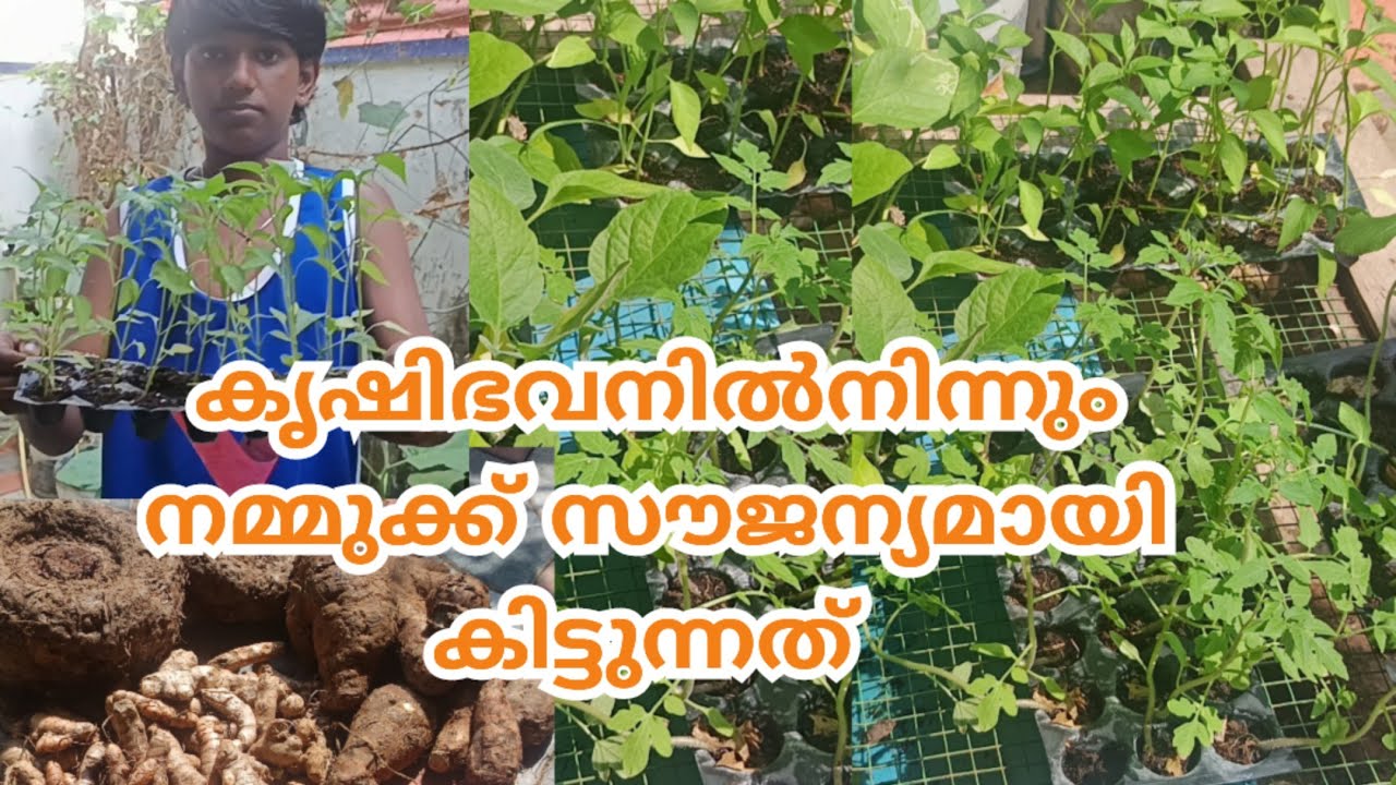 കൃഷിഭവനിൽ നിന്നും സൗജന്യമായി കിട്ടിയത് #R4VGarden#shorts#feed