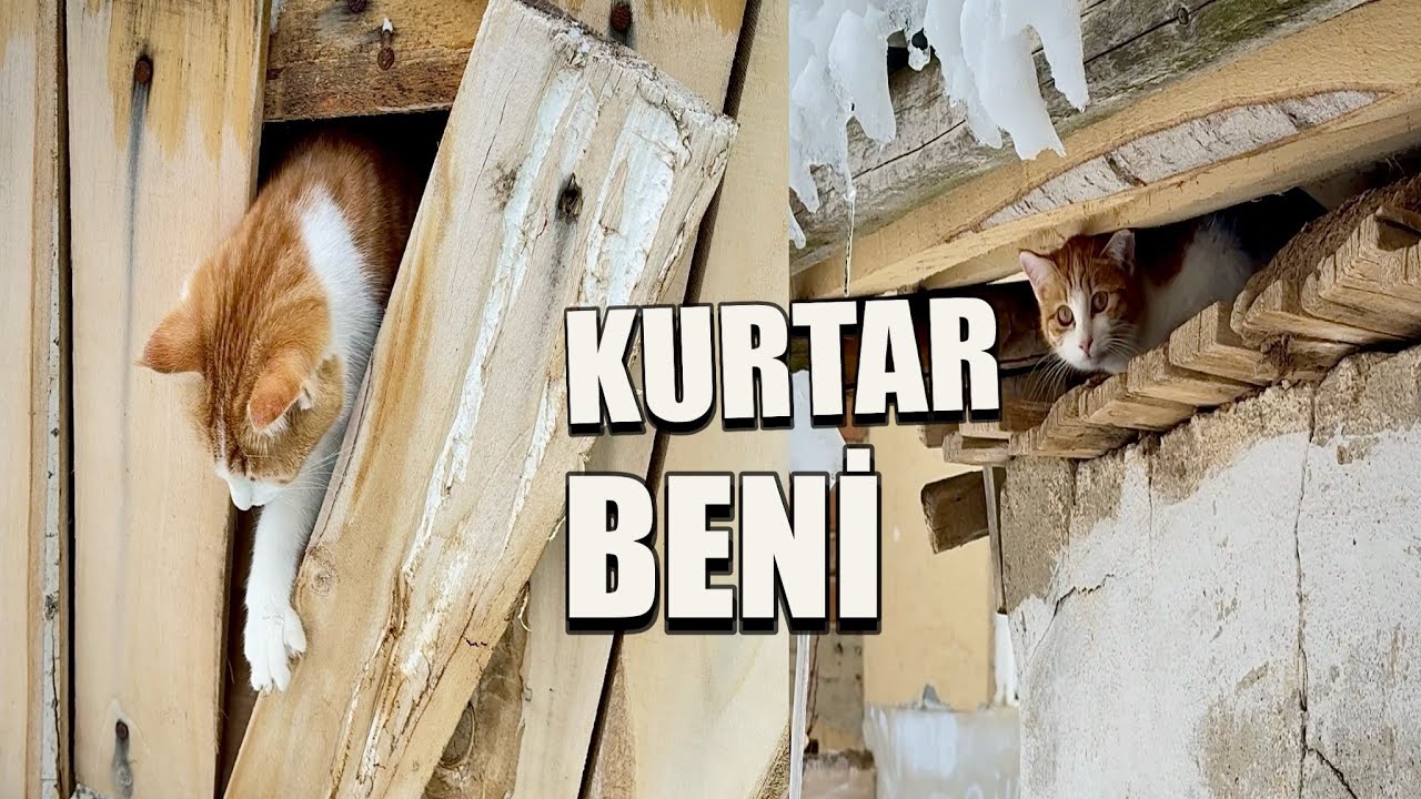 Minnoş Çatı Arasına Girmiş Çıkmak İçin Yardım İstiyor | Cat Rescue ✨
