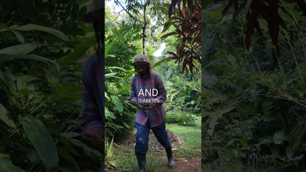 Soursop Leaves, Healing Herbs From Jamaica 🇯🇲 #herbalmedicine #soursop #jamaica #healthiswealth