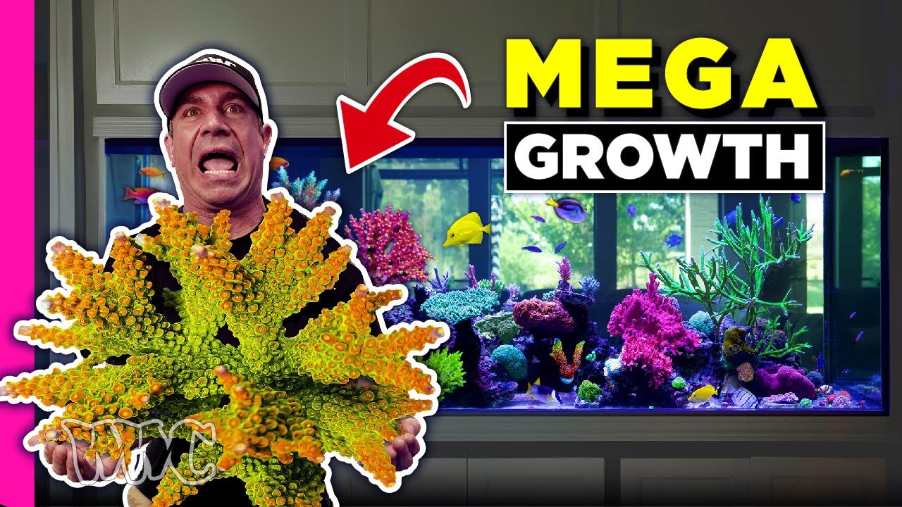 EPIC Tank Crash Recovery 🤯 675 Gallon SPS Tank!!