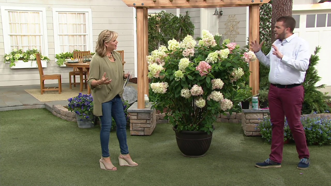 Cottage Farms Strawberry Sundae Hydrangea on QVC