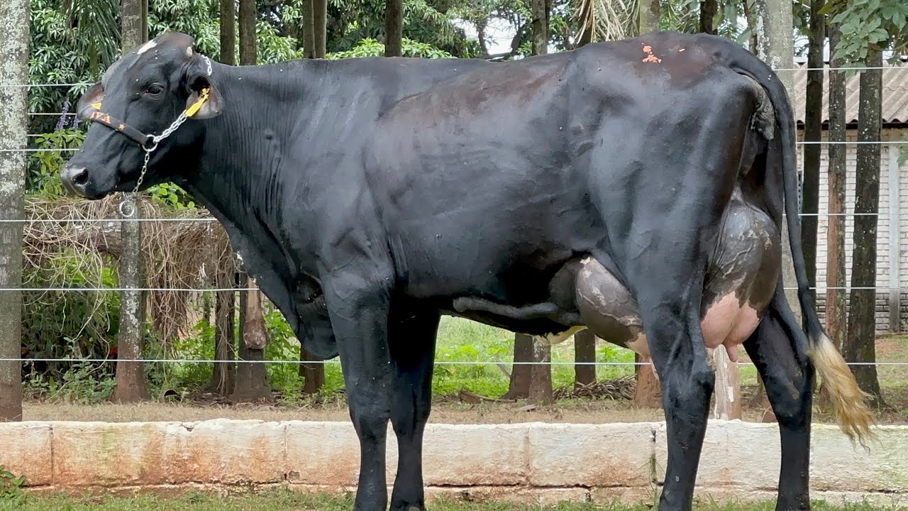 Lote 31 | 10&ordm; LEIL&Atilde;O VIRTUAL JAVA PECU&Aacute;RIA - 25/02/2023 (DOMINGO) 17H