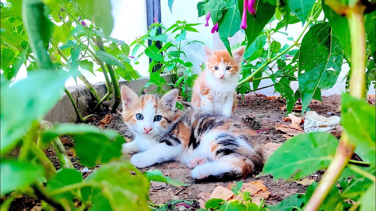 猫から学ぶ豊かさの意味。イスタンブールの最新ネコ保護事情