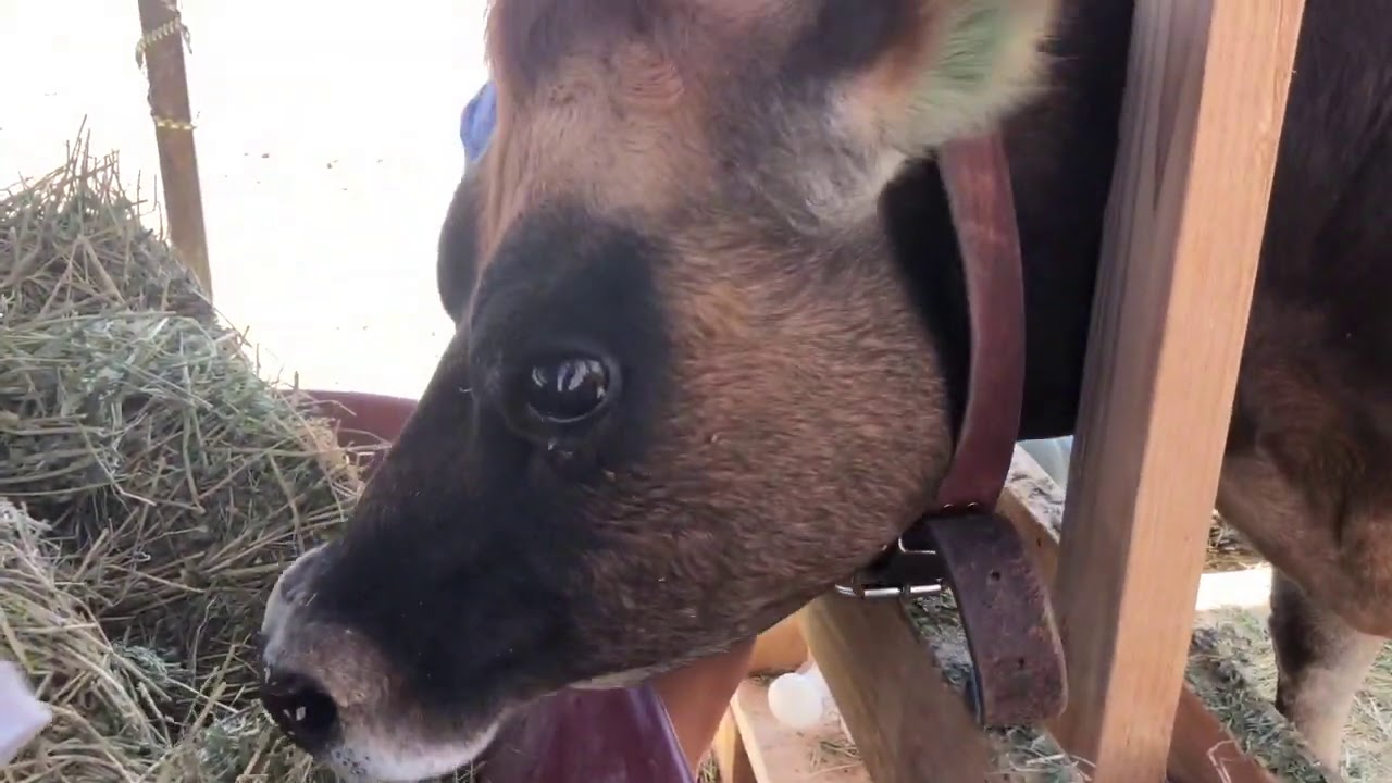 Milking Our Miniature Jersey Milk Cow