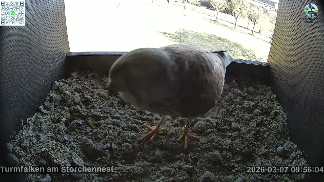 Der 1. Besucher im neuen Turmfalkenkasten - Turmfalken Fohrde - 07.03.2026