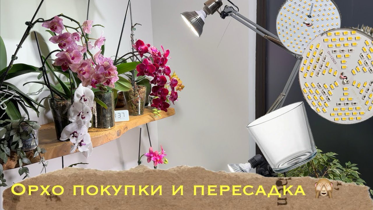Лампы, кашпо, орхопокупки! Распаковка и тут же пересадка орхидеи фаленопсис в обновочку 🙌🏼 #orchid