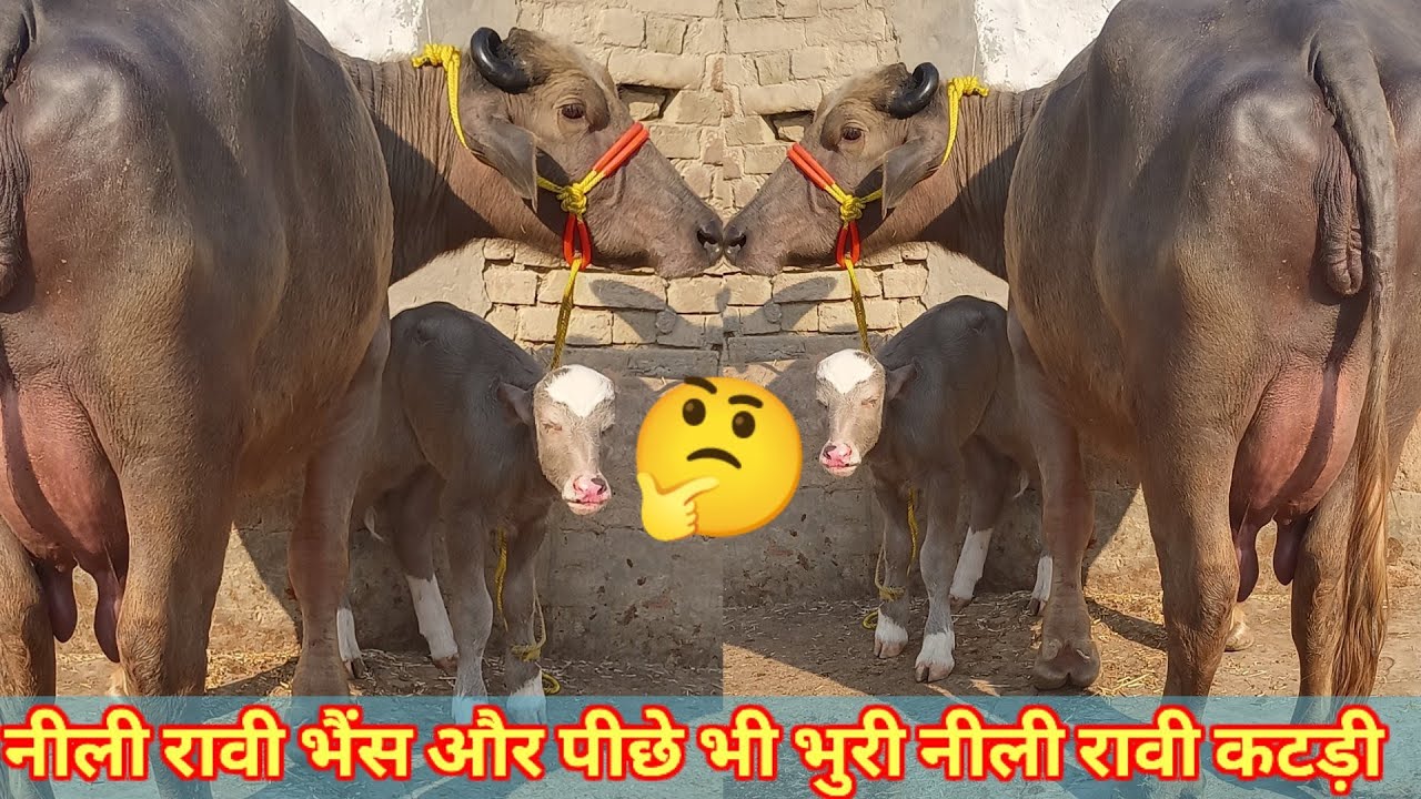 Buri Nili Ravi Buffalo For Sale,अच्छी क्वालिटी की 3 भैंस बिकाऊ, ट्रांसपोर्ट फ्री, Chhabda Dairy Farm