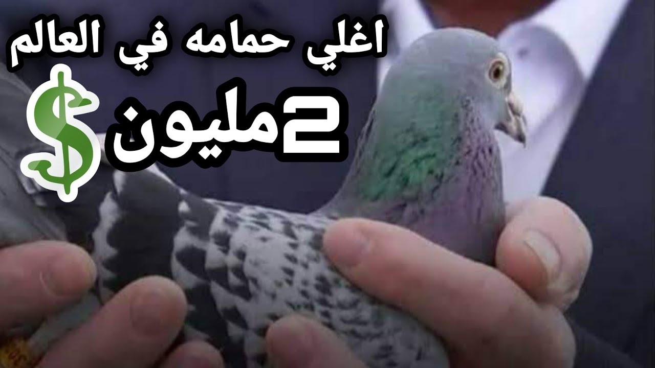 اغلي حمامه في العالم ثمنها! 2مليون💲زاجل سباقات ده احنا معندناش حمام كده😂