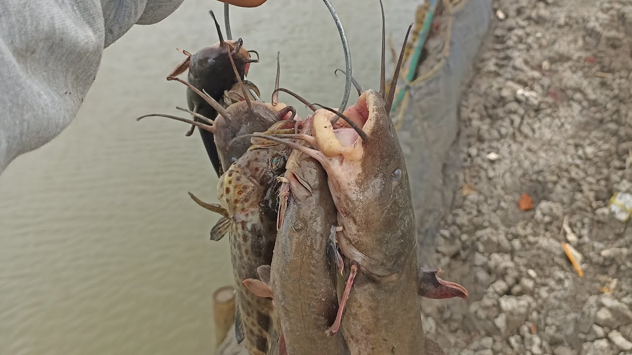 MANCING DAPAT IKAN SEMBILAN
