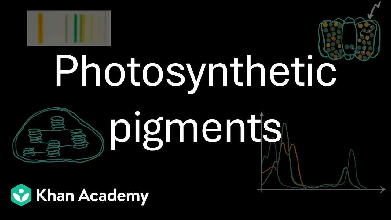 Фотосинтетические пигменты | Фотосинтез у высших растений | 11 класс | Биология | Академия Хана