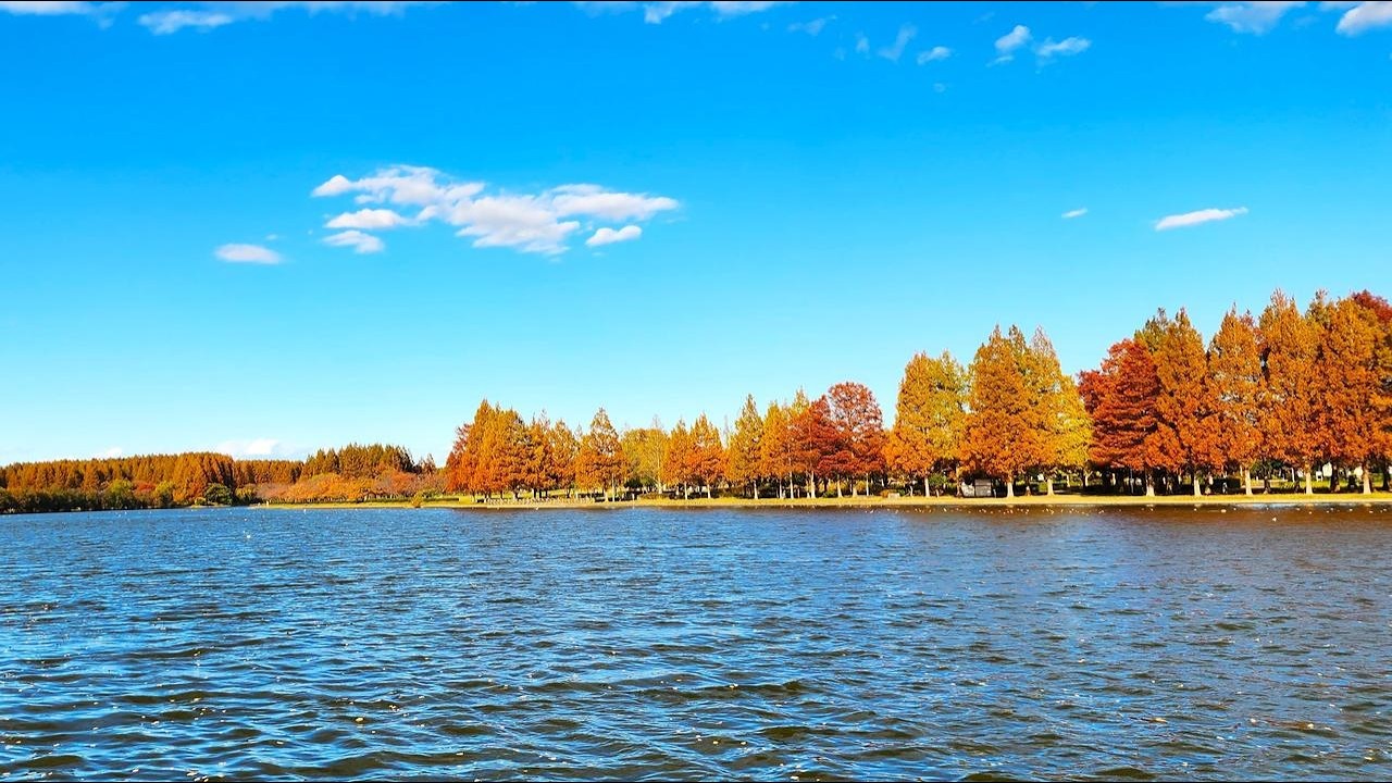 Mizumoto Park Autumn Colors | Majestic Dawn Redwood Forest in Tokyo, Japan