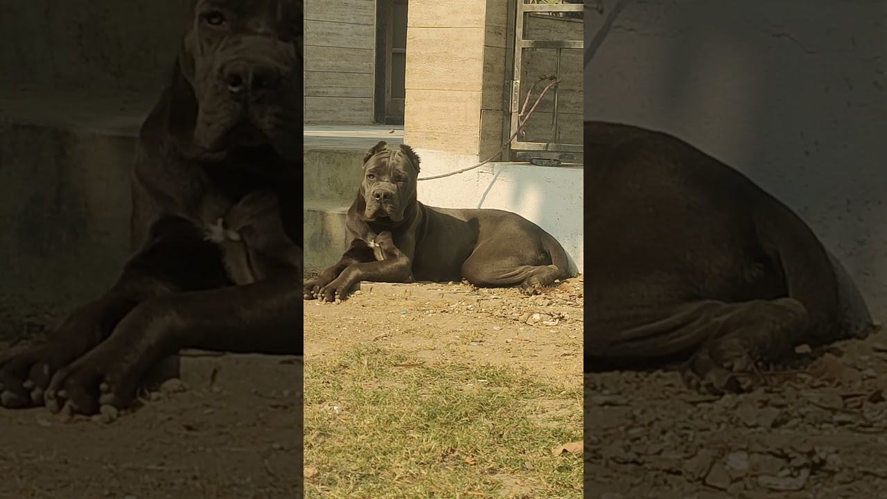 cane corso female puppy only 8 months old best in india