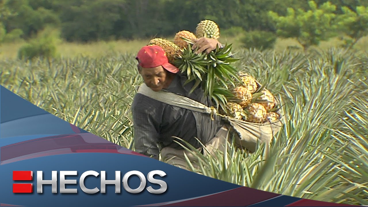 El otro México - La piña mexicana